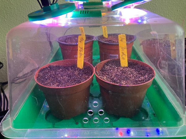 LED-assisted germination