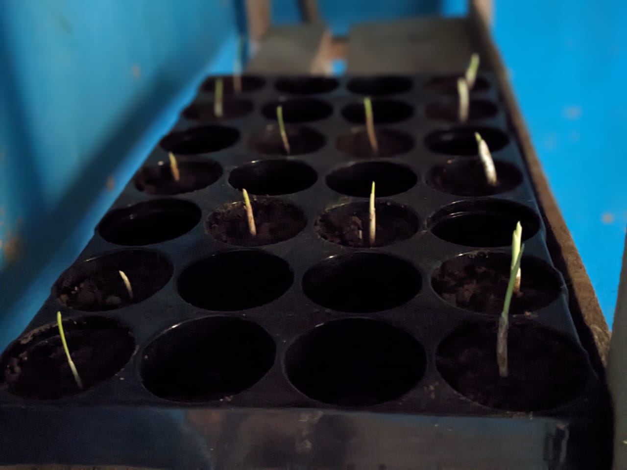 Full germination tray