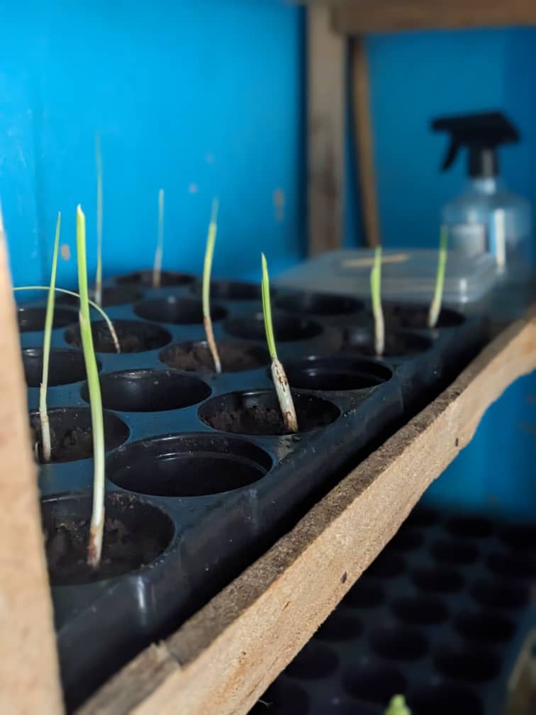 New sprouts in the nursery